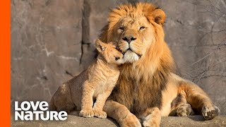 Lion Cubs Are Introduced To Their Father  Predator Perspective  Love Nature [upl. by Valentine]