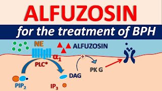 Alfuzosin HCl  Uses side effects amp precautions  For BPH [upl. by Eittah]