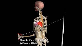 The Femur Skeletal Anatomy [upl. by Rausch91]