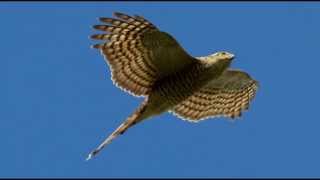 Sparrowhawk Bird Call Bird Song [upl. by Aiem247]