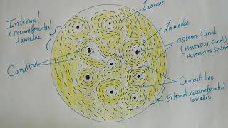 Histology of Compact Bone [upl. by Haggai]