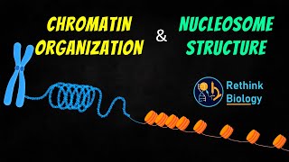 Chromatin Organization Animation  Nucleosome Structure [upl. by Eedyak684]