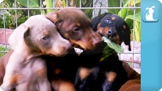 Doberman Puppies  Puppy Love [upl. by Ajay]