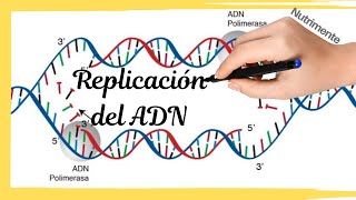 La Replicación del ADN [upl. by Silletram440]