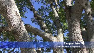 camphor tree Cinnamomum camphora [upl. by Anahahs]