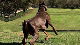 BEST OF DOBERMAN  THE SUPER INTELLIGENT DOG [upl. by Conah]