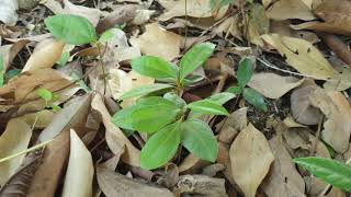 How to grow Cinnamon tree from seeds [upl. by Kenwood245]