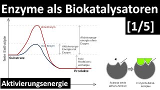 Enzyme sind Biokatalysatoren  Einführung Enzyme  Aktivierungsenergie 15  Biologie Oberstufe [upl. by Tchao]