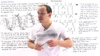 Secondary Structure of Proteins [upl. by Nelyk]