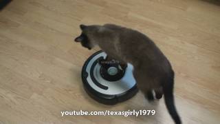 Cat shows HOW TO use iRobot Roomba Vacuum [upl. by Kurt]