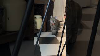 I wasn’t expecting that SCREAM 😂 cats  ekekekkekkek [upl. by Jacqui]