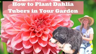 How to Plant Dahlia Tubers in Your Garden [upl. by Mcmahon]