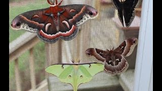 Giant Moths [upl. by Hindu]