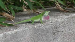 Carolina Anole Lizard Changes Color [upl. by Naesad]