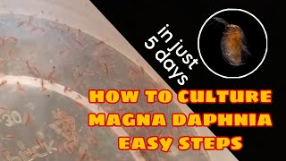 How to Culture Magna Daphnia Easily [upl. by Phillips]