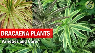 Dragon Trees  Dracaena Plant Species  Varieties Care of Dracena trees in General  English [upl. by Akinnej]