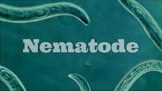 What Are Nematodes Nematode Under A Microscope [upl. by Onilecram]