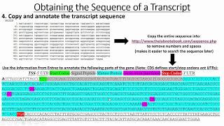 Retrieving Gene amp Promoter Sequences [upl. by Page]