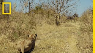 Lions Hunt Zebra  Savage Kingdom [upl. by Ardnait311]