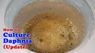 How to Culture Daphnia Update with ZERO Cost  Unlimited Live Food for Our Fish [upl. by Tshombe995]