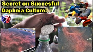 How to Culture Daphnia Successfully [upl. by Ognimod]