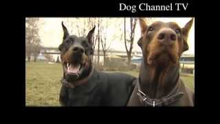 Doberman An introduction to the breed [upl. by Therine307]