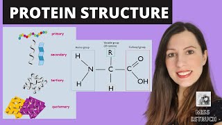 PROTEIN STRUCTURE Amino acid structures Primary secondary tertiary and quaternary proteins [upl. by Dix222]