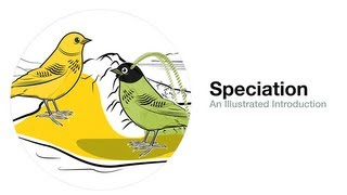 Speciation An Illustrated Introduction [upl. by Nosak]