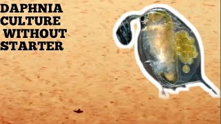 HOW TO CULTURE DAPHNIA NATURALLY WITHOUT A STARTER [upl. by Lock]