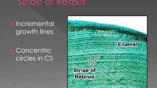 Enamel Structure and properties [upl. by Yelnikcm670]