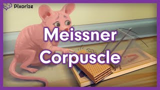 Meissner Corpuscle Mnemonic [upl. by Odraleba]