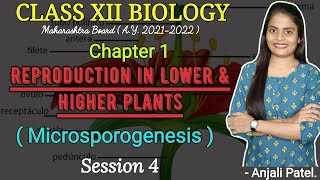 Class XII BIOLOGY REPRODUCTION IN LOWER AND HIGHER PLANTS  Microsporogenesis [upl. by Eiramik]