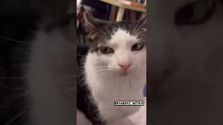 Parrot and cat funny shorts 😂❣️🦜viralvideo comedyvideos talkingparrot animals [upl. by Albertine]