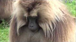 Gelada baboons  Simen Mountains Ethiopia [upl. by Eelymmij951]