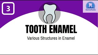 TOOTH ENAMEL VARIOUS STRUCTURES IN ENAMEL [upl. by Calandria657]