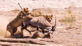 Two Lions Take on Oryx  Natural World Desert Lions  BBC Earth [upl. by Sieber107]