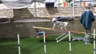 Dog Agility Training  Learning the Teeter  Seesaw [upl. by Darn352]