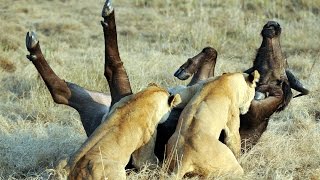 Epic Ambush  Lions Attack Buffalo  Duba Plains [upl. by Eitsud]