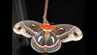 Complete Metamorphosis A Cecropia Moth Life Cycle [upl. by Bautista719]