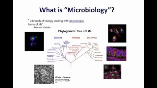 Flow cytometry in microbiological research [upl. by Mcgill488]