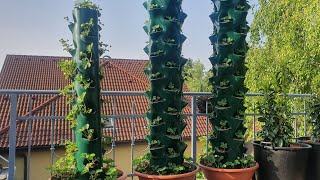 DIY Strawberry tower  part 22 [upl. by Gudrin]