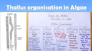 Thallus structure in algae [upl. by Zeidman]