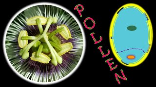 Pollen Grain  Structures amp Functions [upl. by Alyahsat]