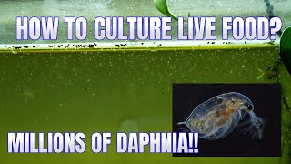 How to Culture Daphnia Secret Method to Breed MILLIONS  Simply Aquatic [upl. by Ecinom]