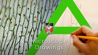 Microscope Drawings  Biology Alevel [upl. by Devondra]