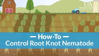 How to Control Root Knot Nematode [upl. by Hogg41]