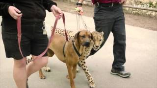 Cheetah and dog race in epic video to see whos faster [upl. by Wiltsey]