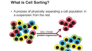 Cell Sorting Using Flow Cytometry [upl. by Onitsuaf]