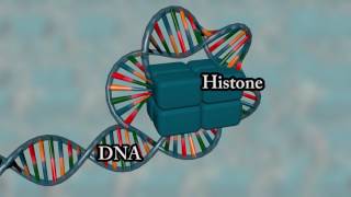 Chromosome structure  Medical animation [upl. by Combe]