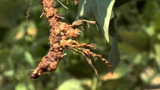 Diagnosing Nematode Damage in the Field [upl. by Rhea722]